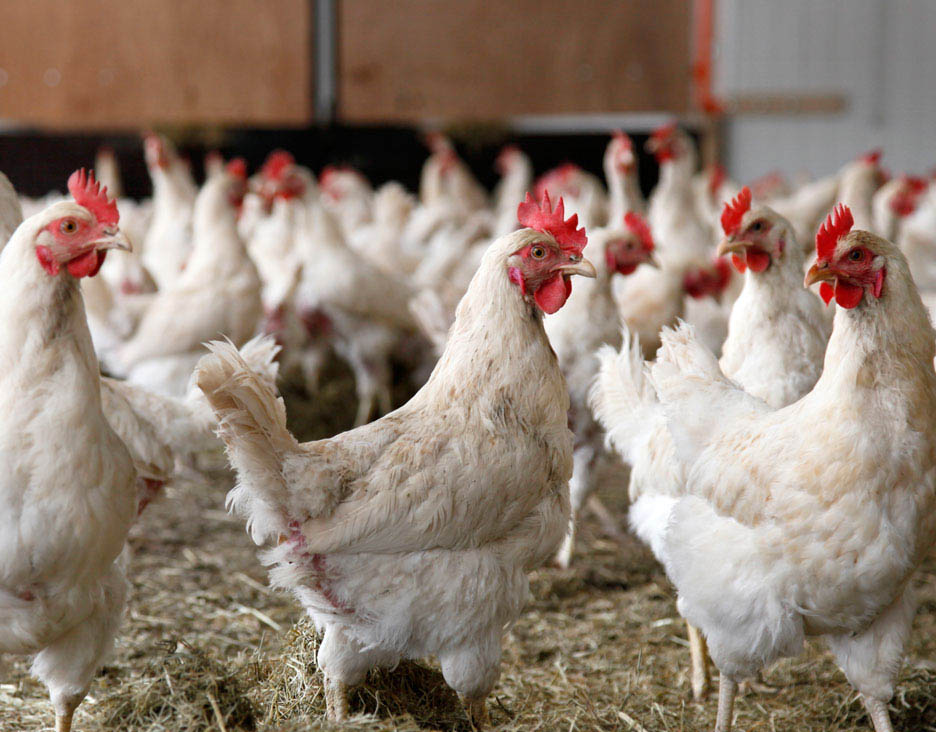 رتبه نهم ایران در بین کشورهای تولیدکننده گوشت مرغ