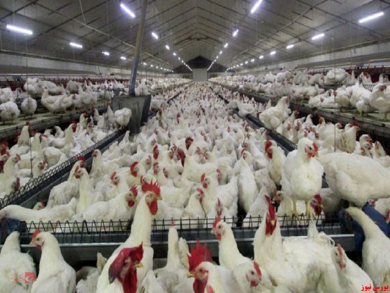 شرکت مجتمع تولید گوشت مرغ ماهان