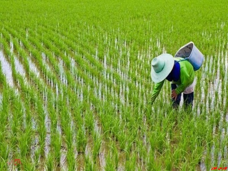500هزار هکتار شالیزارهای استان های شمالی زیر کشت برنج