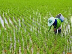 ۵۰۰ هزار هکتار شالیزار‌های استان‌های شمالی زیر کشت برنج