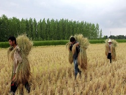 امیدواری به کاهش قیمت برنج در زمان برداشت